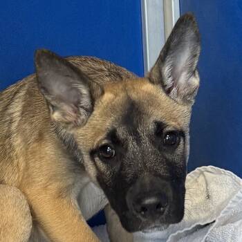 Rescue Mixed Breed Dogs for Adoption in Las Cruces, New Mexico - Twitch | PetCurious