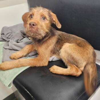 Milo -  Yorkshire Terrier and Mixed Breed Dog for Adoption in Corpus Christi, Texas - Milo | PetCurious