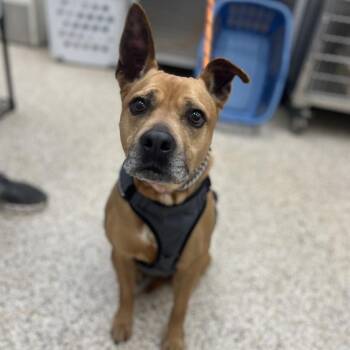 Rescue Pit Bull Terrier and American Staffordshire Terrier Dogs for Adoption in Shermans Dale, Pennsylvania - Velvet | PetCurious