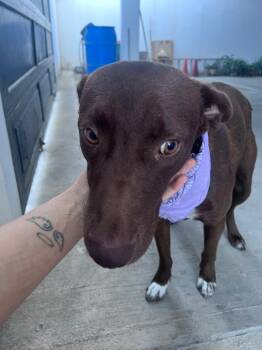 Rescue Black Labrador Retriever Dogs for Adoption in Lake Forest, California - Pumba | PetCurious