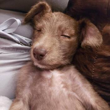 Frappe -  Poodle and Mixed Breed Dog for Adoption in Edwards, Illinois - Frappe | PetCurious