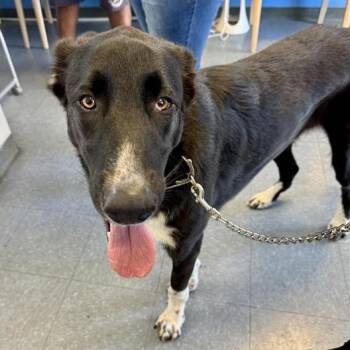 Jaxs -  Flat Coated Retriever and Mixed Breed Dog for Adoption in Long Beach, California - Jaxs | PetCurious