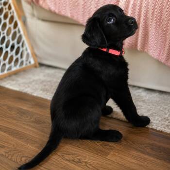Flora -  Golden Retriever and Mixed Breed Dog for Adoption in Fredericksburg, Virginia - Flora | PetCurious