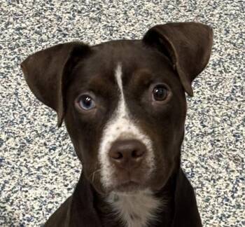 Labrador Retriever Dogs Available for Adoption in Golden, Colorado - Little Nugget | PetCurious