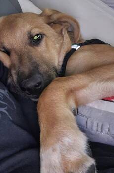 Toffee -  Anatolian Shepherd Dog for Adoption in Clearwater, Florida - Toffee | PetCurious