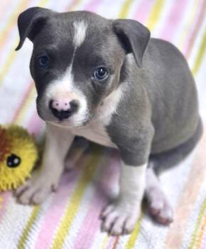 Isis -  Staffordshire Bull Terrier and American Staffordshire Terrier Dog for Adoption in Los Angeles, California - Isis | PetCurious