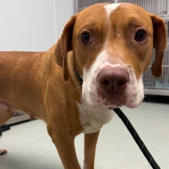 Tequila -  Mixed Breed Dog for Adoption in Abilene, Texas - Tequila | PetCurious