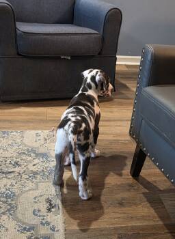 Blue collar male  -  Dog for Sale in Cincinnati, Ohio - Blue Collar Male  | PetCurious