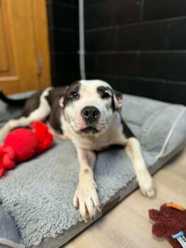 Pit Bull Terrier Dogs Available for Adoption - Rosalie | PetCurious