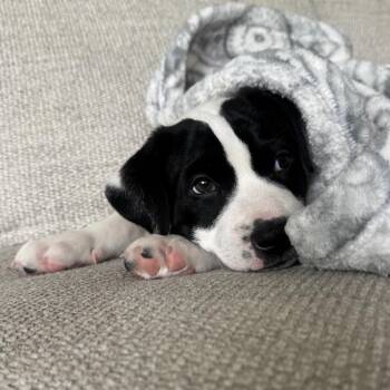 Peri -  Mixed Breed Dog for Adoption in Spokane, Washington - Peri | PetCurious