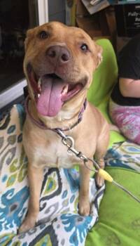 Rescue Black Mouth Cur and Pit Bull Terrier Dogs for Adoption in Olympia, Washington - Sasha | PetCurious