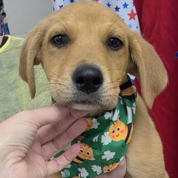Hayden -  Labrador Retriever Dog for Adoption in Woolwich, Maine - Hayden | PetCurious