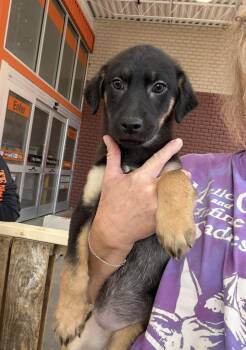 Abigail -  German Shepherd Dog Dog for Adoption in Bull Valley, Illinois - Abigail | PetCurious