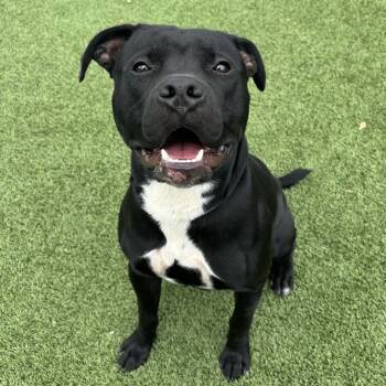 Rescue Terrier Dogs for Adoption in Chattanooga, Tennessee - Flacco | PetCurious