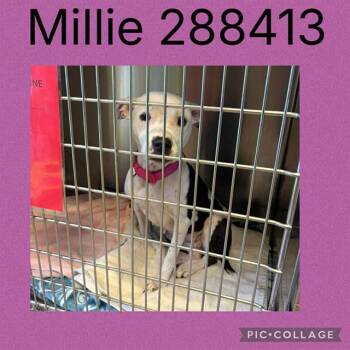 American Bulldog Dogs Available for Adoption in Macon, Georgia - MILLIE | PetCurious