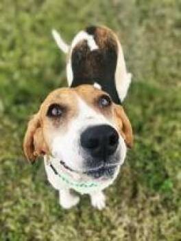 Sally -  Coonhound Dog for Adoption in Newport, Kentucky - Sally | PetCurious