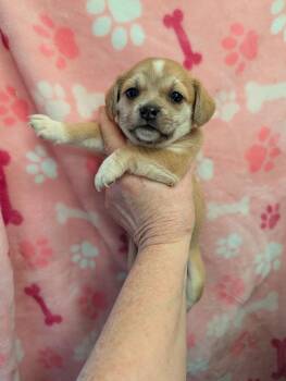 Rescue Dachshund Dogs for Adoption in Pemberton Township, New Jersey - SUGARPLUM | PetCurious