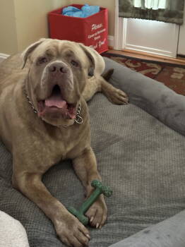 Rescue Cane Corso Dogs for Adoption in Chambersburg, Pennsylvania - King *Courtesy Post* | PetCurious