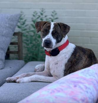 WILLOW -  Shepherd and Labrador Retriever Dog for Adoption - WILLOW | PetCurious