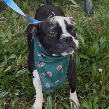 Boston Terrier Dogs Available for Adoption - Jack-Jack | PetCurious