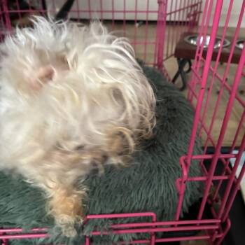 Zoey -  Maltese Dog for Adoption in Harrisonburg, Virginia - Zoey | PetCurious