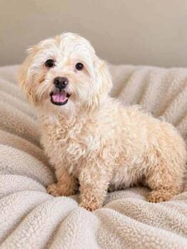 Jenny Rex -  Bichon Frise and Shih Tzu Dog for Adoption in Waunakee, Wisconsin - Jenny Rex | PetCurious