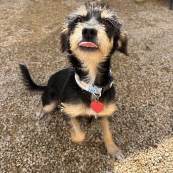 Frankie -  Dachshund Dog for Adoption in Phoenix, Arizona - Frankie | PetCurious