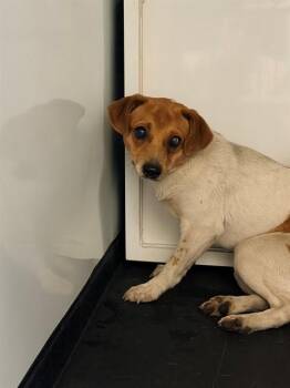 Chihuahua Dogs Available for Adoption - A1402943 | PetCurious