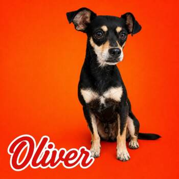 Oliver -  Chihuahua Dog for Adoption in Scottsdale, Arizona - Oliver | PetCurious