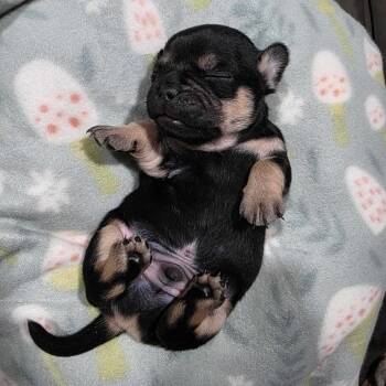 Chihuahua and Mixed Breed Dogs Available for Adoption in Riverside, California - Beau | PetCurious