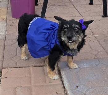 Ruby -  Corgi and Cairn Terrier Dog for Adoption in Fallbrook, California - Ruby | PetCurious