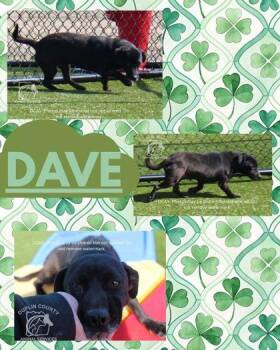 Terrier and Mixed Breed Dogs Available for Adoption - DAVE | PetCurious