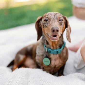 Moose -  Dachshund Dog for Adoption in Richmond, Virginia - Moose | PetCurious