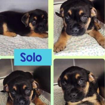 Rescue Puggle Dogs for Adoption in Ringwood, New Jersey - Solo | PetCurious