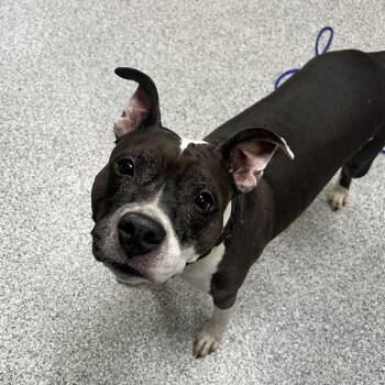 Rescue Pit Bull Terrier Dogs for Adoption in Grand Rapids, Michigan - Shasta | PetCurious