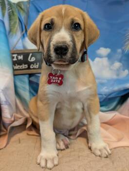 Quintavius "Q" Burdette -  Great Pyrenees and Anatolian Shepherd Dog for Adoption in Kiowa, Oklahoma - Quintavius "Q" Burdette | PetCurious