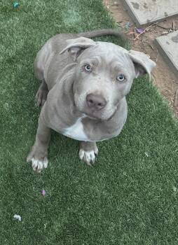 Cane Corso Dogs Available for Adoption - Kiara | PetCurious