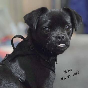 Pug and Chihuahua Dogs Available for Adoption in Loves Park, Illinois - Naboo | PetCurious