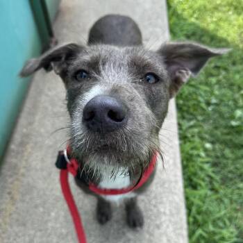 Tilly -  Mixed Breed Dog for Adoption in Philadelphia, Pennsylvania - Tilly | PetCurious
