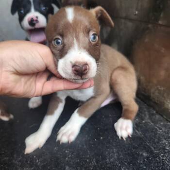 Tuna -  Pit Bull Terrier Dog for Adoption in Birmingham, Alabama - Tuna | PetCurious