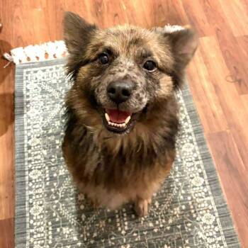 Rescue Mixed Breed Dogs for Adoption in Fredericksburg, Virginia - Puff | PetCurious