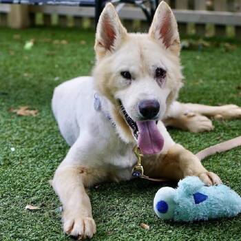 Sawyer -  Mixed Breed Dog for Adoption in Hampton Bays, New York - Sawyer | PetCurious