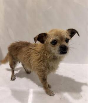 Chihuahua Dogs Available for Adoption in Winter Haven, Florida - IVY | PetCurious