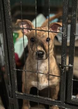 Rescue Chihuahua and Terrier Dogs for Adoption in Wilmington, Illinois - Dos | PetCurious