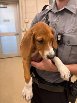 BISCUIT -  Treeing Walker Coonhound and Mixed Breed Dog for Adoption in Grand Prairie, Texas - BISCUIT | PetCurious