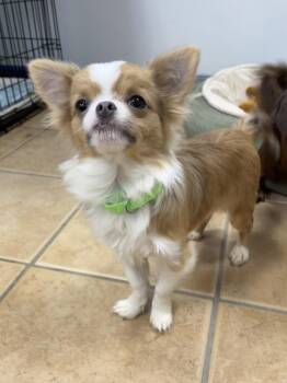 Chihuahua Dogs Available for Adoption in Oakland, New Jersey - Pepperjack | PetCurious