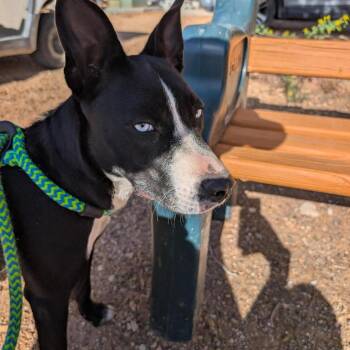 Batgirl -  Border Collie and Mixed Breed Dog for Adoption in Kanab, Utah - Batgirl | PetCurious