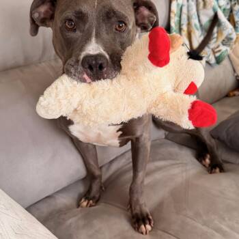 ROXANNE -  American Staffordshire Terrier and Pit Bull Terrier Dog for Adoption - ROXANNE | PetCurious