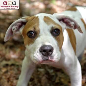 Storm -  Mixed Breed Dog for Adoption in Hudson, New Hampshire - Storm | PetCurious