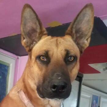 Rescue Carolina Dog and Belgian Shepherd Malinois Dogs for Adoption in New York, New York - NEPTUNE *URGENT IN CALIFORNIA* | PetCurious